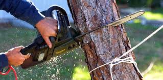 Best Root Management and Removal  in Crandon, WI