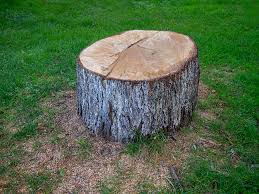 Best Stump Grinding and Removal  in Crandon, WI
