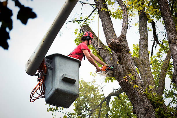 Best Hazardous Tree Removal  in Crandon, WI